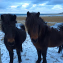 Icelandic Horse