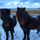 Icelandic Horse