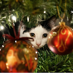 Cover Image of Download Advent Calendar Christmas Cats 1.4 APK