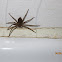 Huntsman Spider