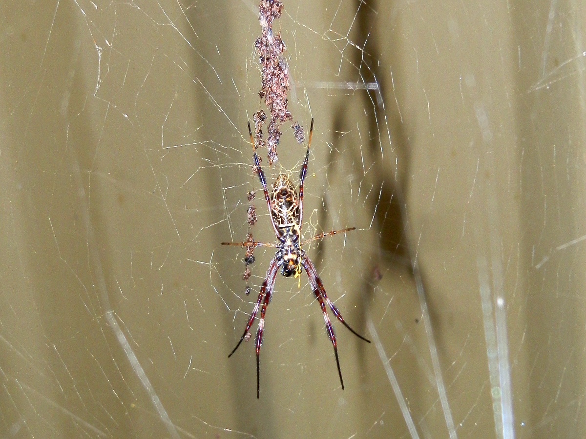 Humped Golden Orb-weaving Spider