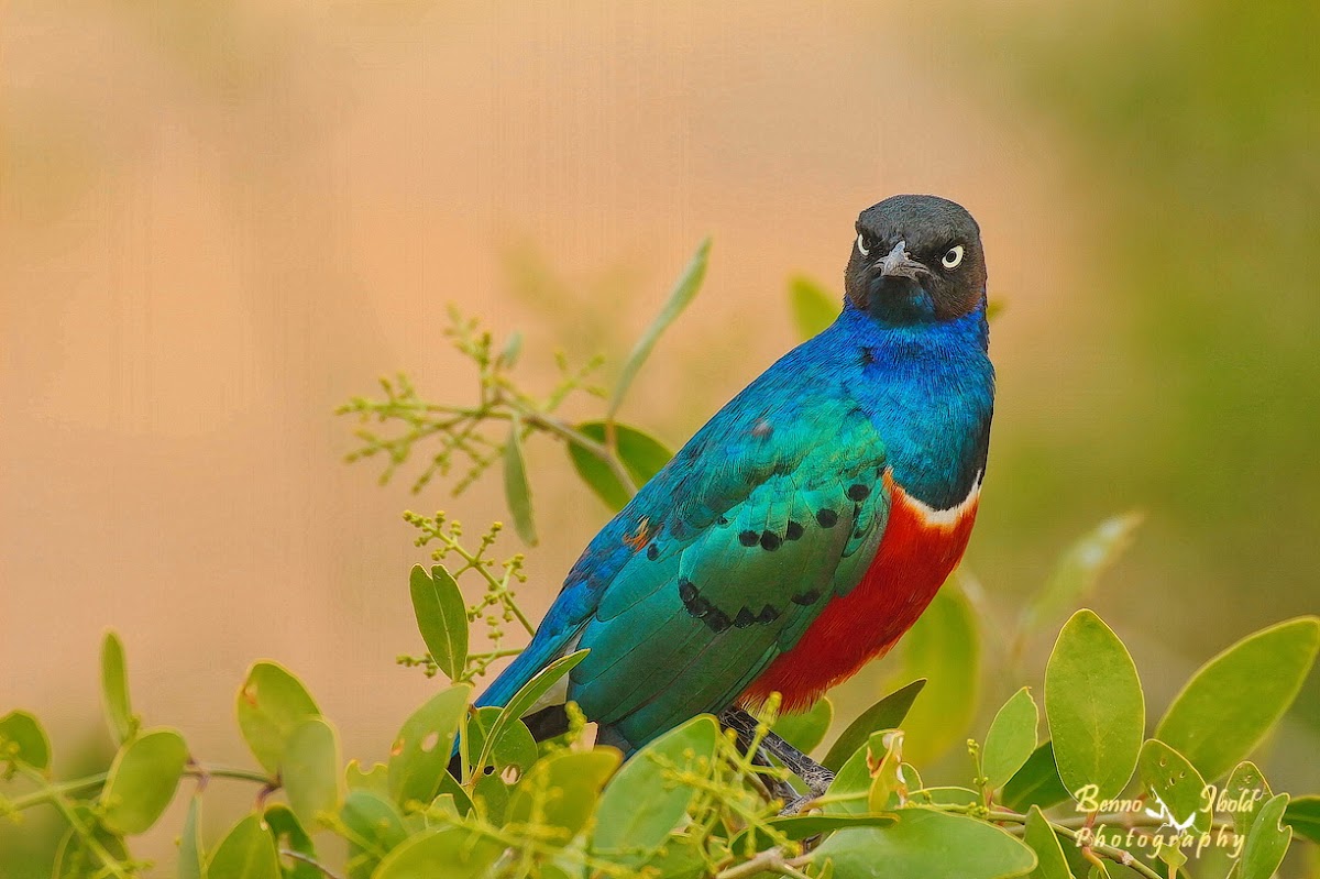 Superb starling