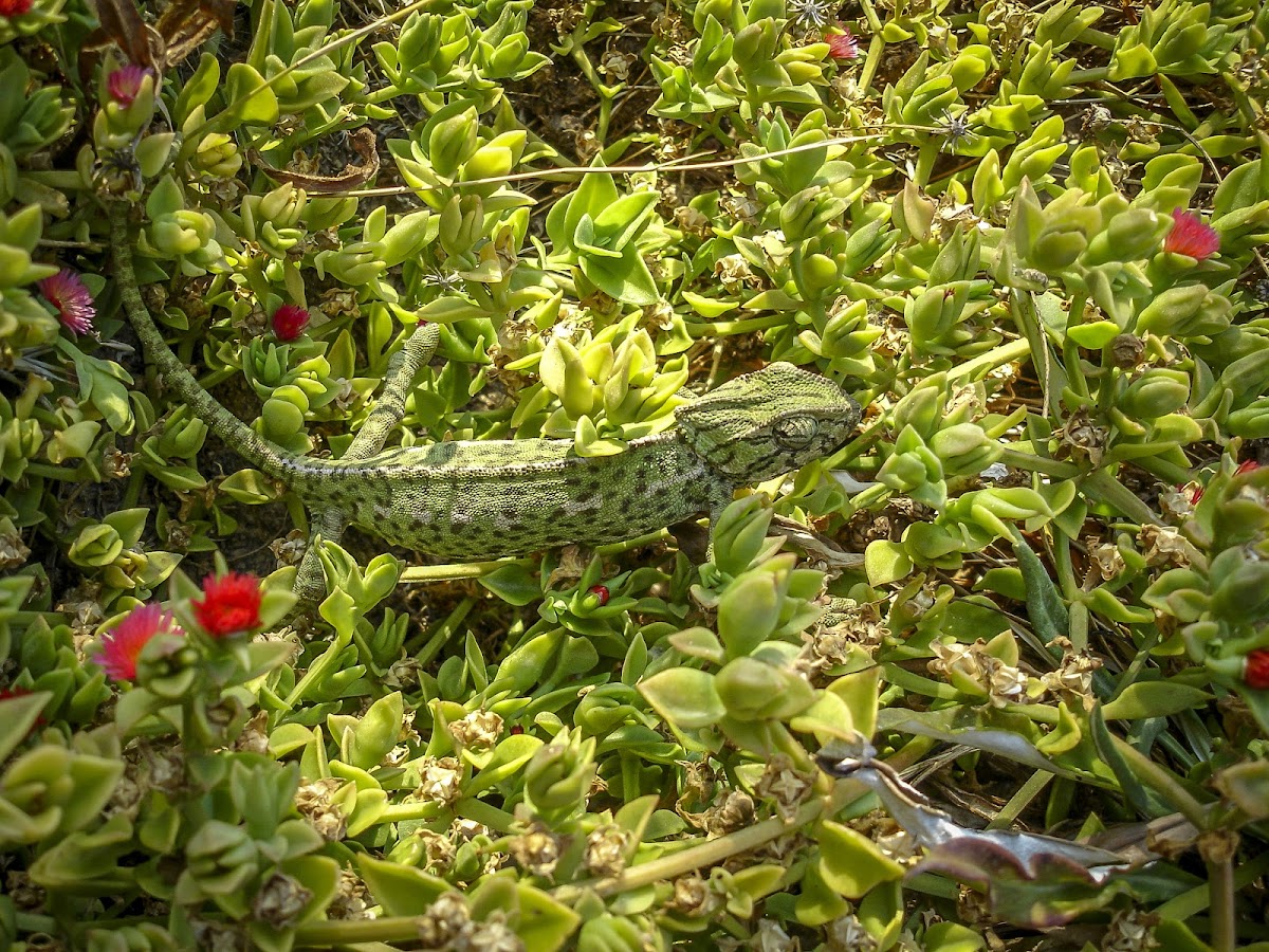 Common Chameleon