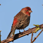 House finch (male)