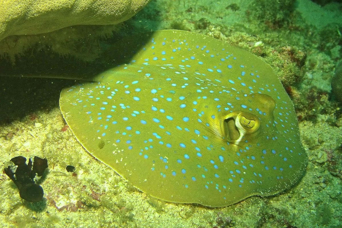 BlueSpotted RibbonTail Stingray