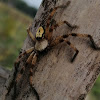 Tropical huntsman Spider.