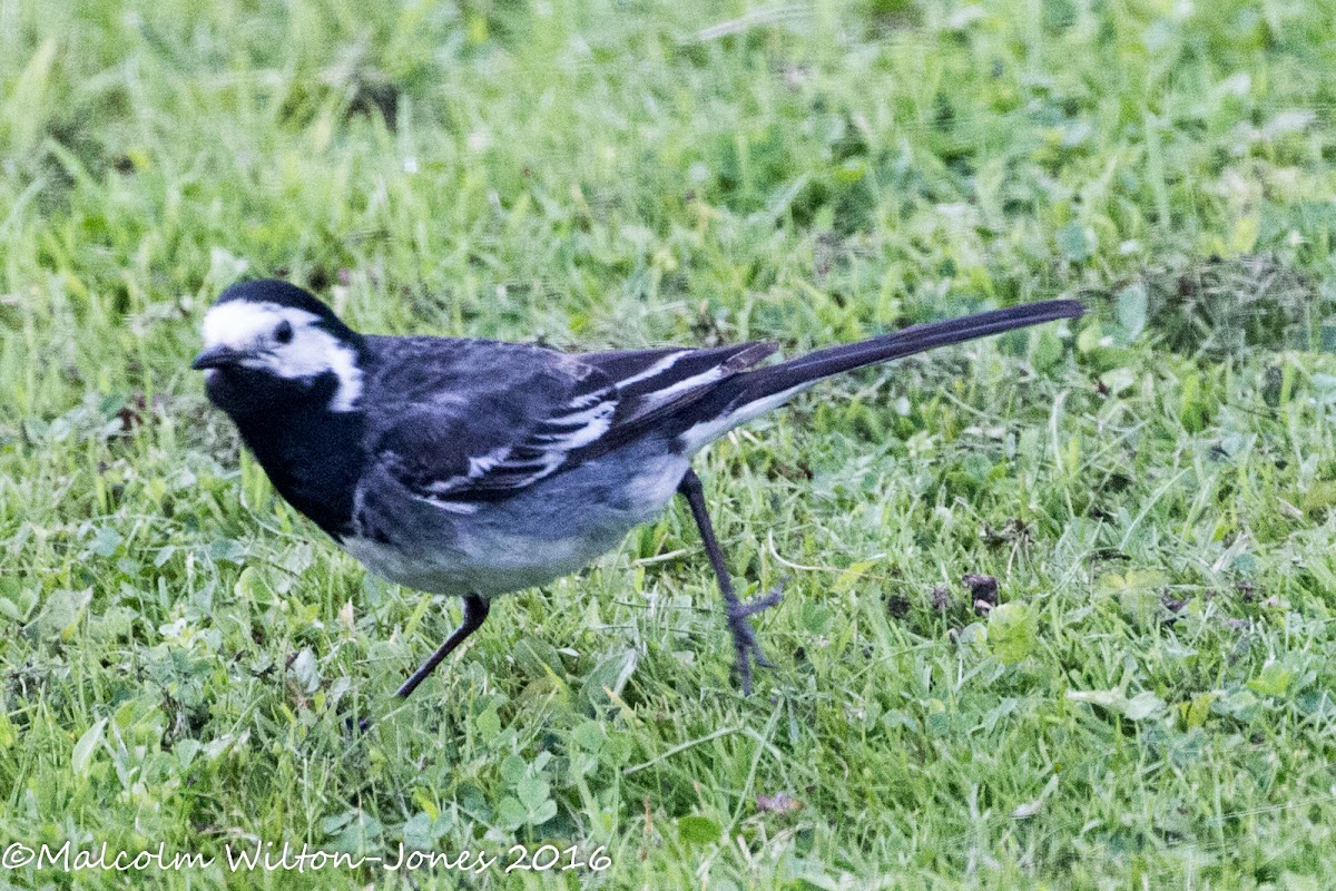 Pied Wagtail