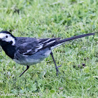 Pied Wagtail