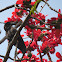 Indian Jungle Crow (fledgling)