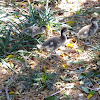 Australian wood ducklings