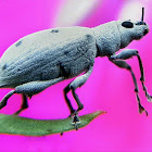 Broad Nose Weevil