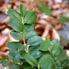 Boxwood