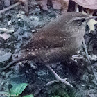 Wren