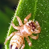 Jumping Spider.