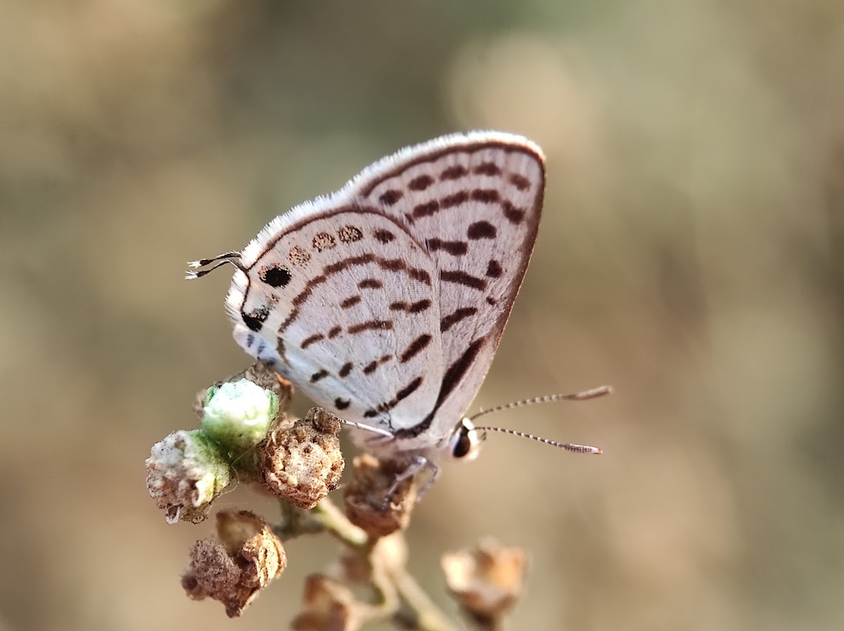 Striped Pierrot