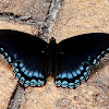 Red Spotted Purple