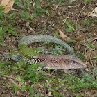 Giant Ameiva