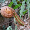 Fern (frond)