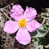 Grey-leaved cistus. Jara clara