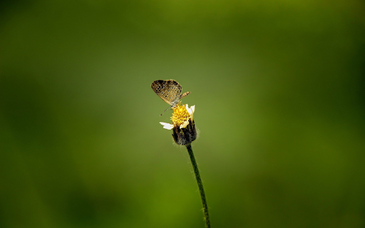 Little butterfly