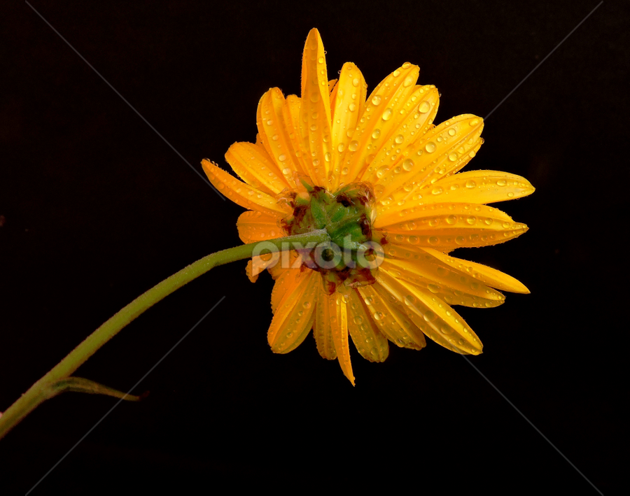 Bouquet of 51 yellow-white chrysanthemums Single