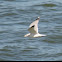 Ring-billed Gull