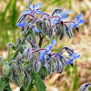 Borage