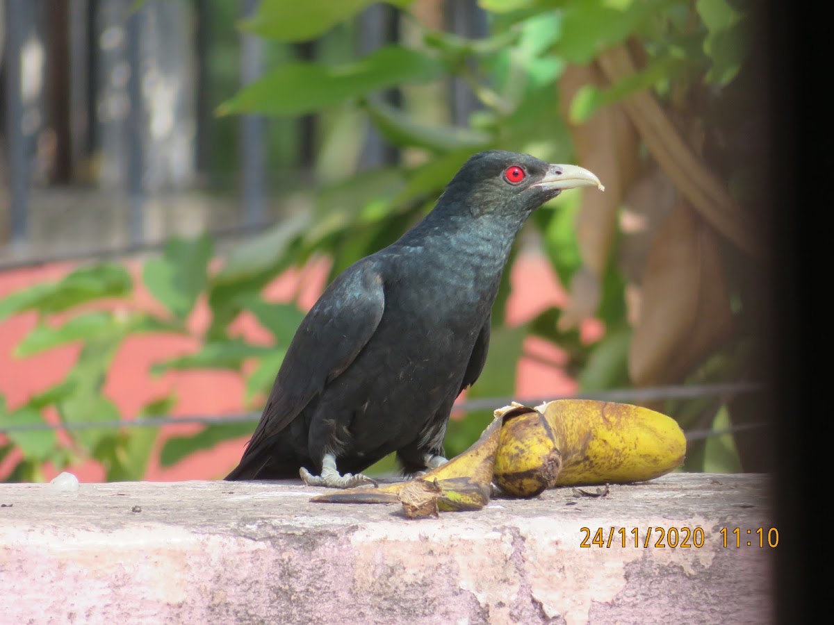 Asian Koel