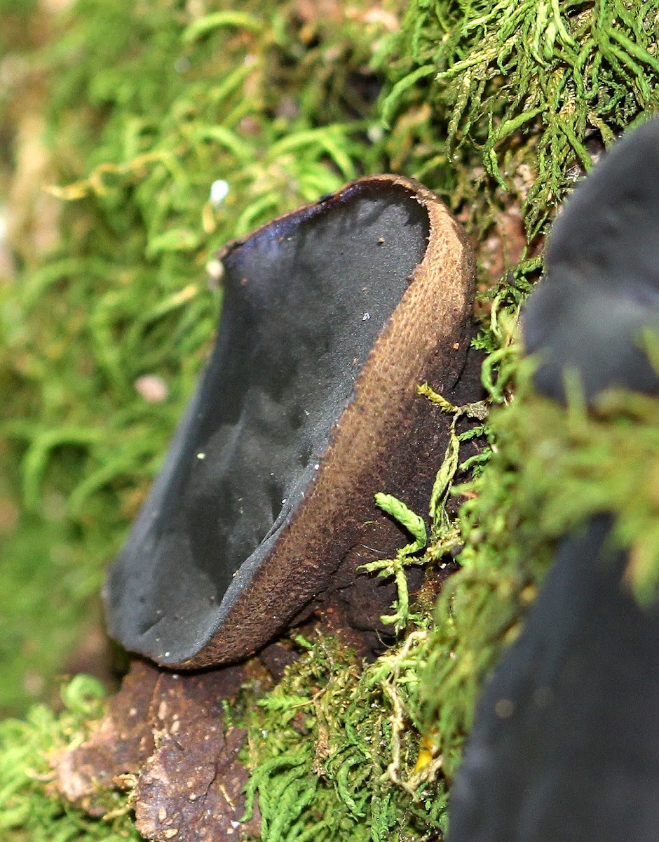 Black Bulgar Mushrooms