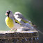 Lawrence's Goldfinch