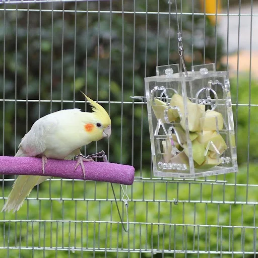 Behogar Funny Transparent Acrylic Bird Parrot Hanging Foraging Feeder Feeding Box Educational Toy for Budgies Parakeet C