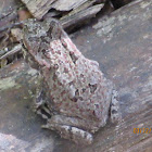 Cane toad