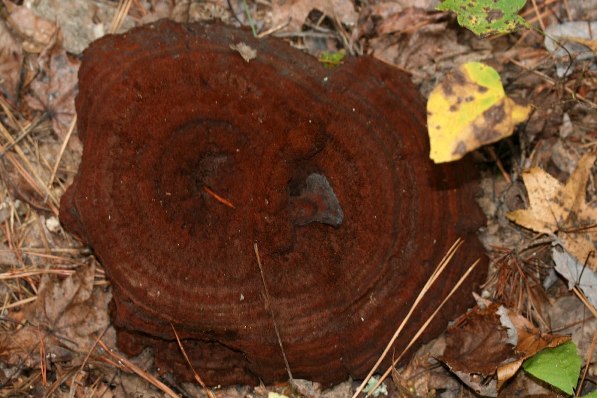 Dyer's Polypore