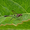 Ichneumon Wasp ♀