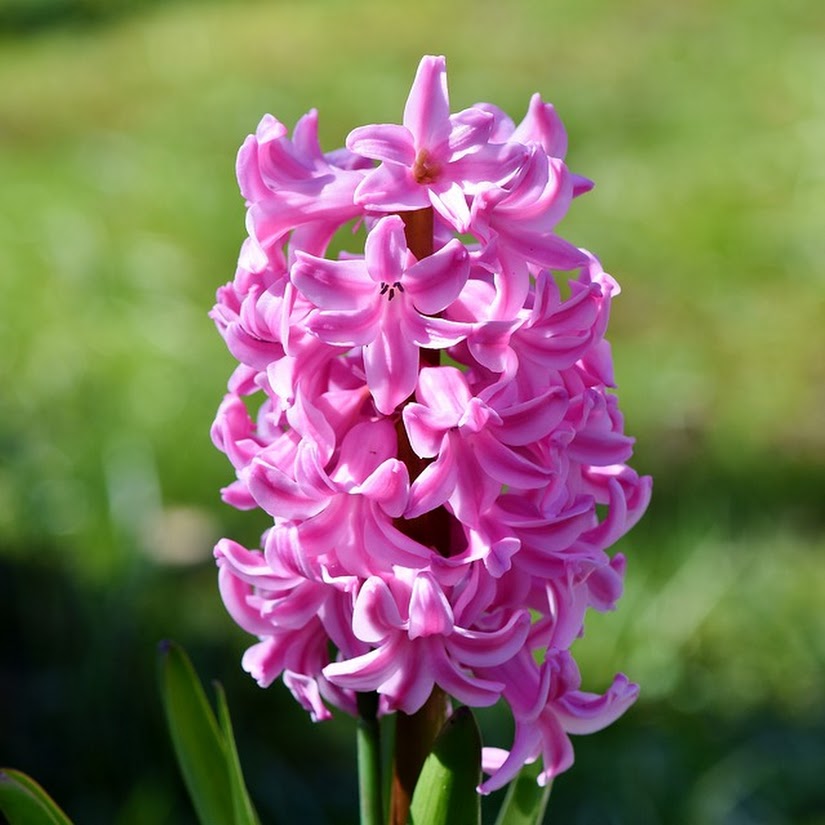 ¿Cuáles son las flores típicas de la primavera?