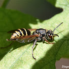 Polistes cinerascens