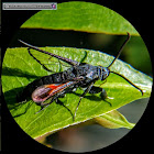 Clearwing Wasp Moth