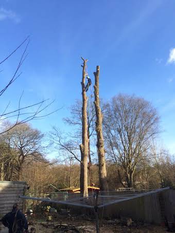 Removal of a sweet chestnut in small area album cover