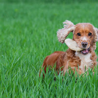 50 sfumature di cocker di 