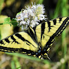 Western tiger swallowtail