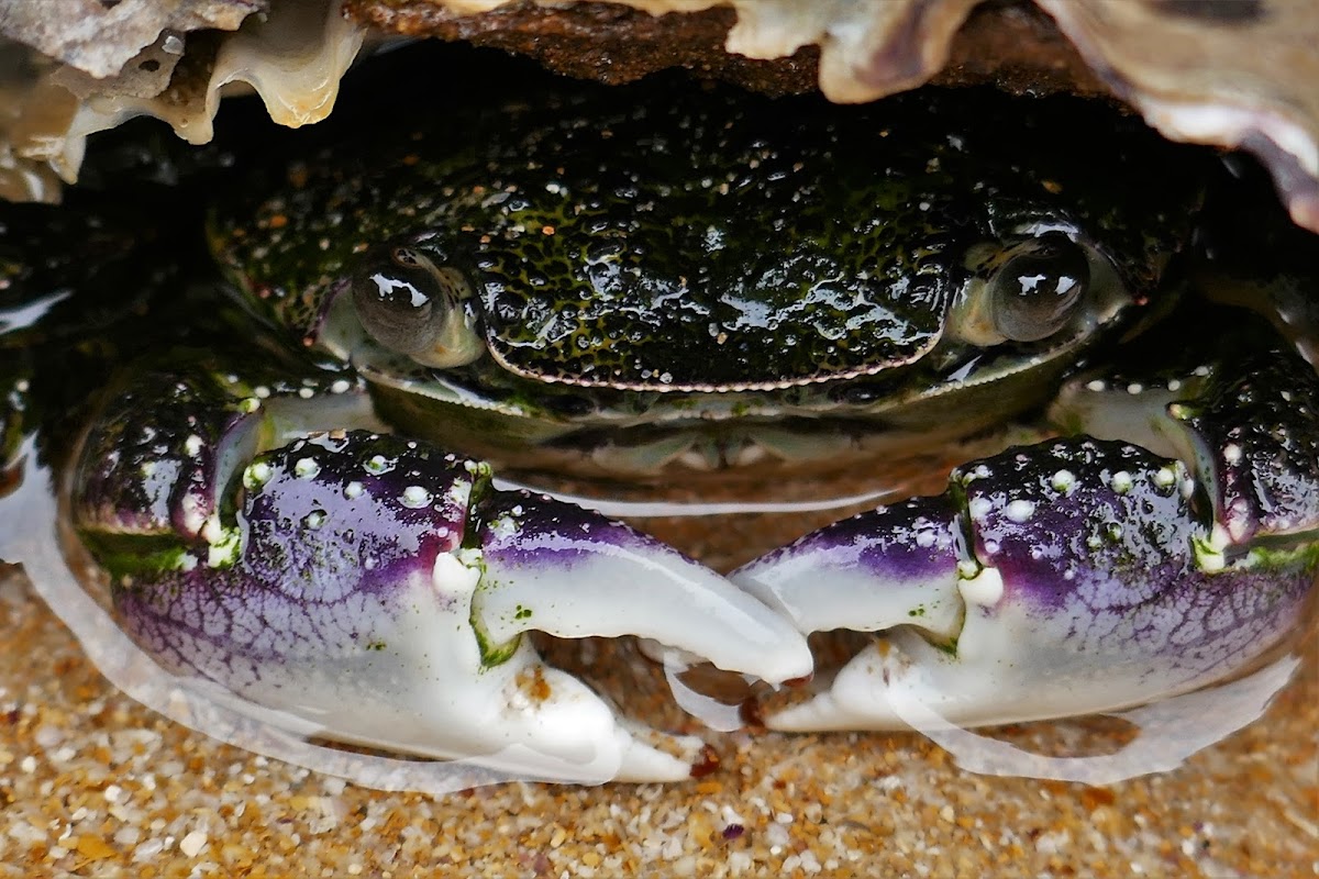 Purple Swift-footed Shore Crab