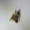 Julia's Dicymolomia Moth