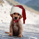 Download Christmas Photo Editor, Frames, Effects & Filters For PC Windows and Mac