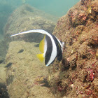 Schooling bannerfish