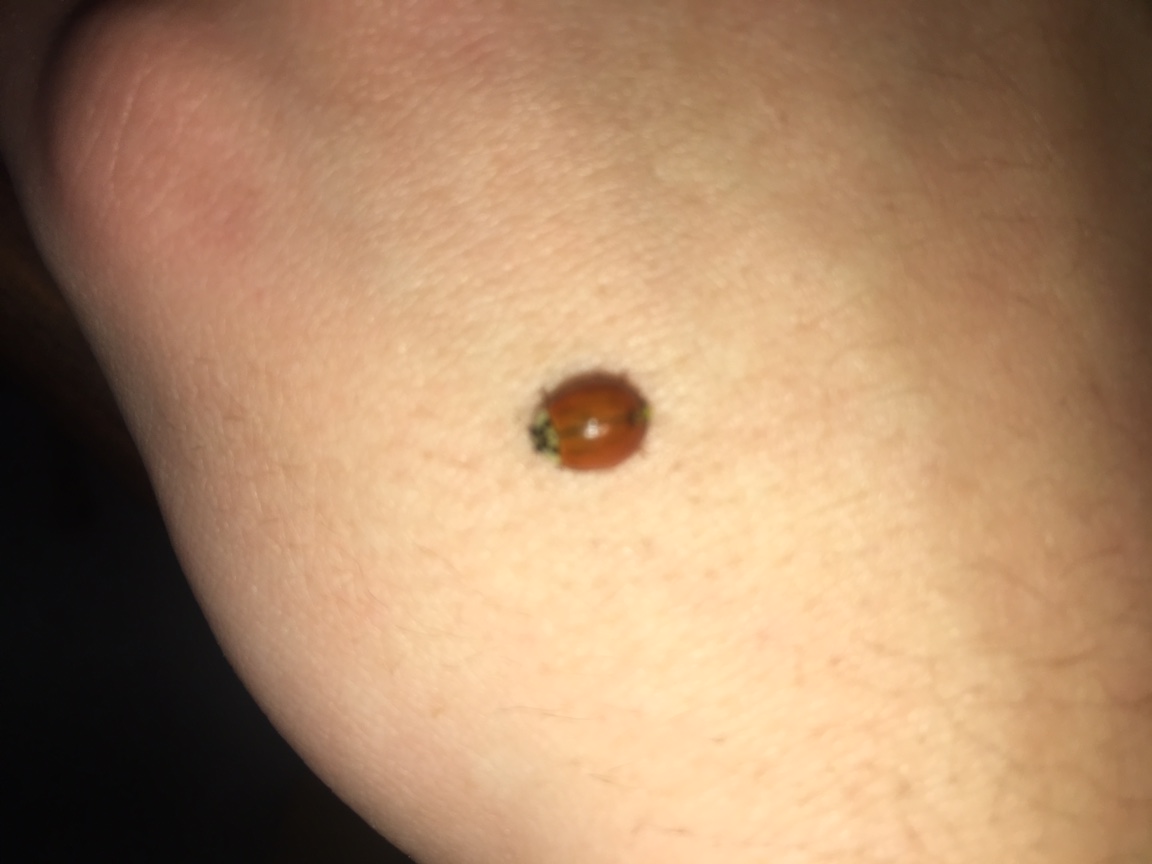 Ladybug