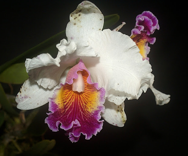 Cattleya inconnu BK6Mla_zit_hnMFWfwWzXr2MA21_h4NP6pxi6P4ok2g=w623-h518