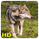 Download Wolf wallpaper For PC Windows and Mac 1.0