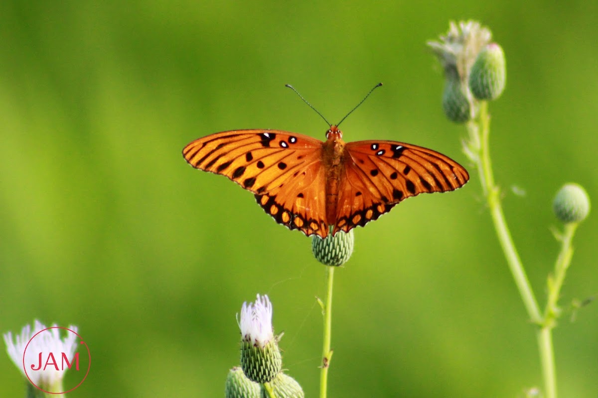 Gulf Fritillary Butterfly