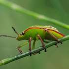 Chinche verde (Southern green shield bug)