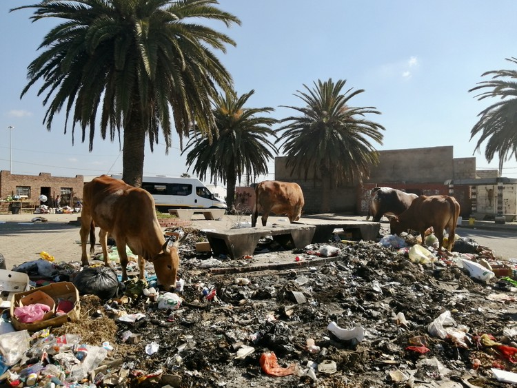 Cows forage in rubbish at the taxi rank at Soweto-on-Sea, Port Elizabeth.